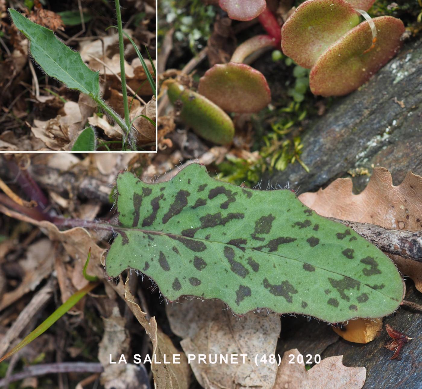 Hawkweed, (of Planchon) leaf